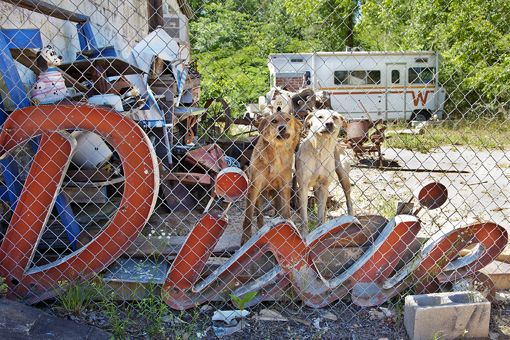 Photo "Dixie Dogs" by Lucinda Bunnen - two dogs looikng at viewer from behind link fence with "Dixie" sign