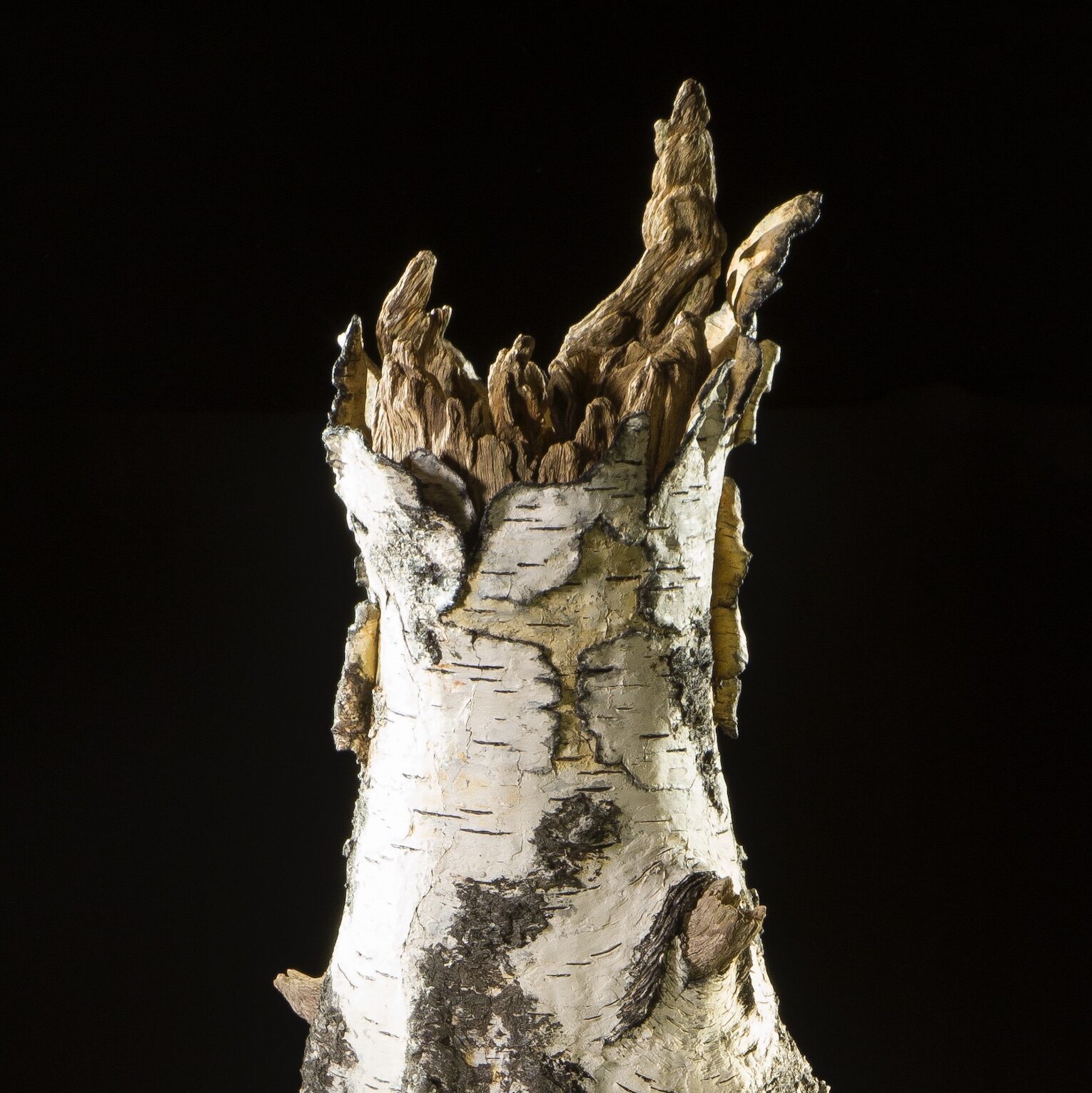 Detail image of a ceramic, tromp l'oeil tree stump made and painted by Eric Serritella in front of a black background.